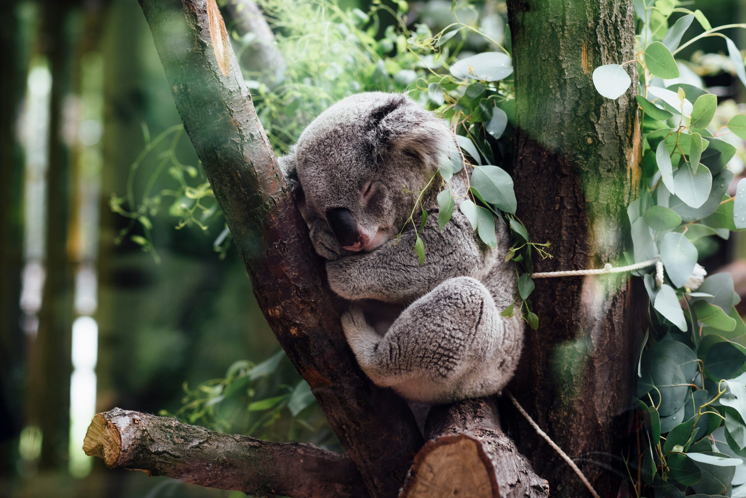 Koala's know that sleep is key to good health.